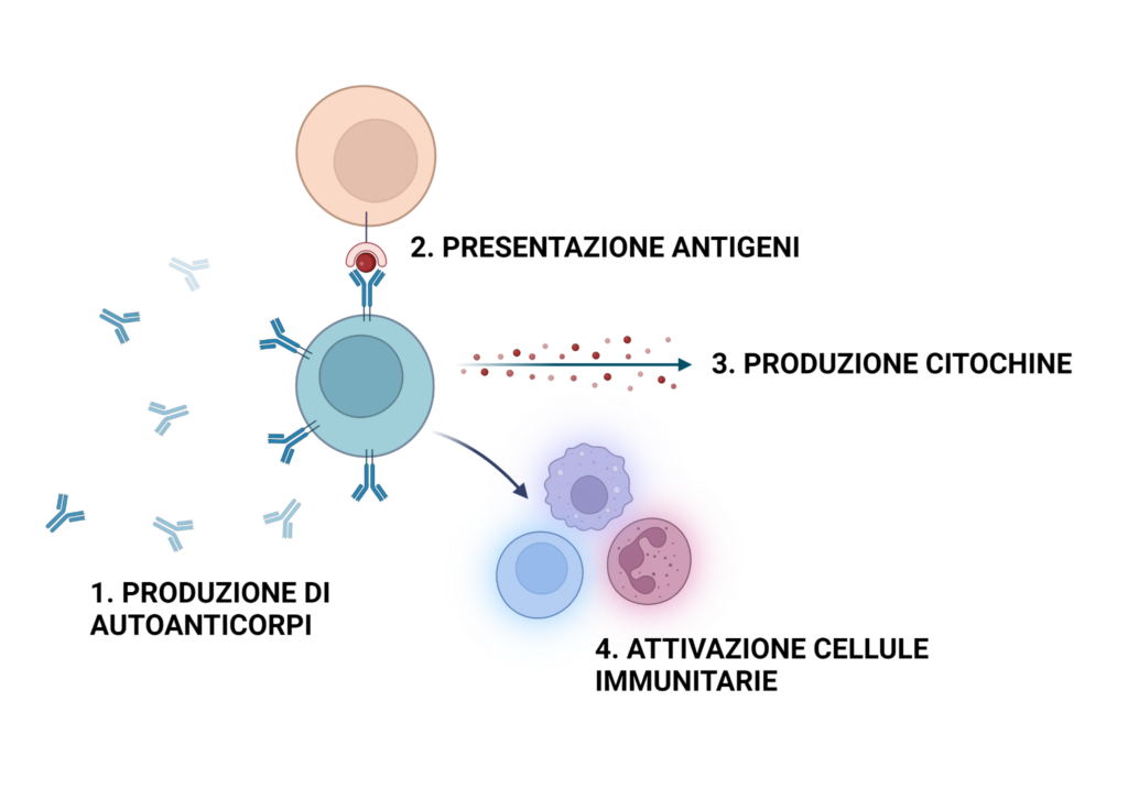 Ruolo delle cellule B nell’artrite reumatoide